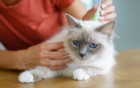 schützen Sie Ihre Haustiere vor Parasiten