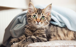 Katzen Ravensburg
