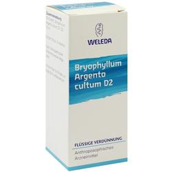 BRYOPHYLLUM ARGENTO cultum D 2 Dilution