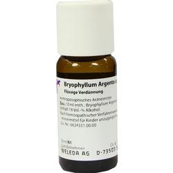 BRYOPHYLLUM ARGENTO cultum D 3 Dilution