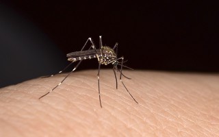 Hilfreiche Maßnahmen bei Insektenstichen